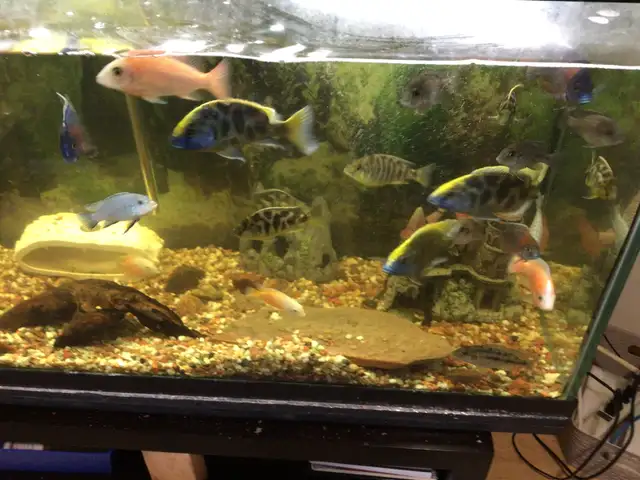 MIX CICHLIDS FOR SALE