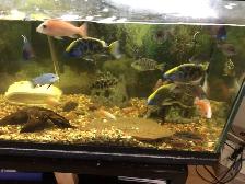 MIX CICHLIDS FOR SALE