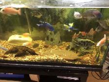 MIX CICHLIDS FOR SALE - Photo 2