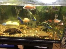 MIX CICHLIDS FOR SALE - Photo 3