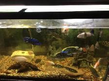 MIX CICHLIDS FOR SALE - Photo 4