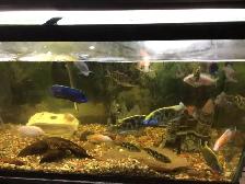 MIX CICHLIDS FOR SALE - Photo 5