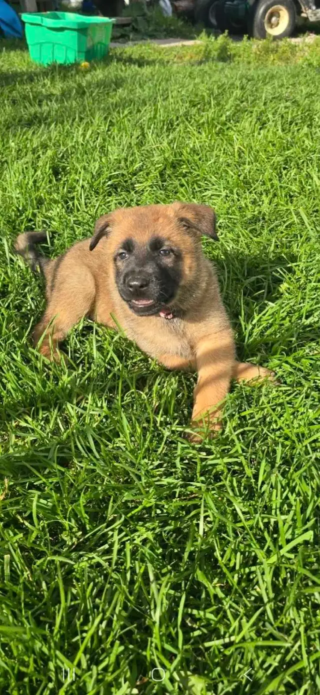 Malinois/ German Shepherd puppies
