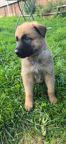 Malinois/ German Shepherd puppies - Photo 2