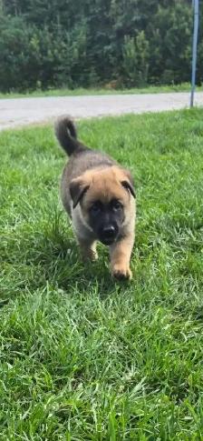 Malinois/ German Shepherd puppies - Photo 3