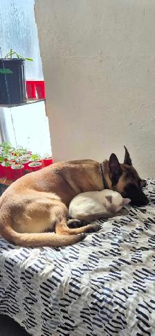 Malinois/ German Shepherd puppies - Photo 4