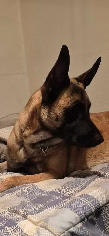 Malinois/ German Shepherd puppies - Photo 5