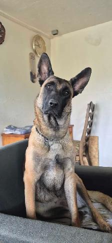 Malinois/ German Shepherd puppies - Photo 6