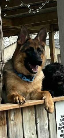 Malinois/ German Shepherd puppies - Photo 7