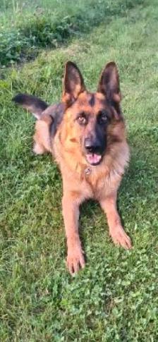 Malinois/ German Shepherd puppies - Photo 8