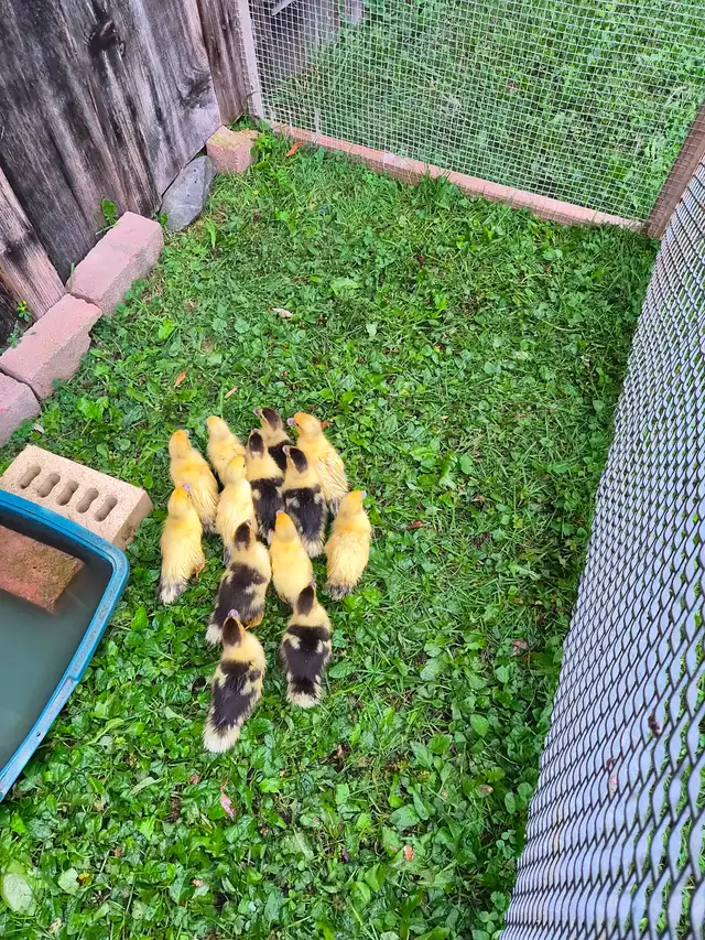 Muscovy ducklings