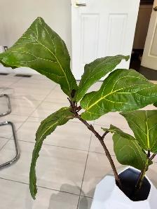 Fiddle Leaf plant for sale Small and Large
