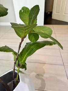 Fiddle Leaf plant for sale Small and Large - Photo 2
