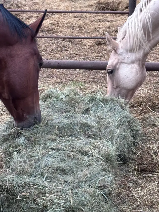 Square Hay Bales