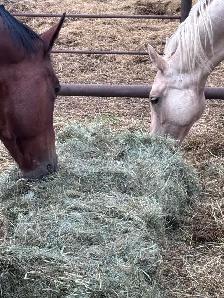 Square Hay Bales