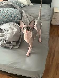 Sphynx chaton