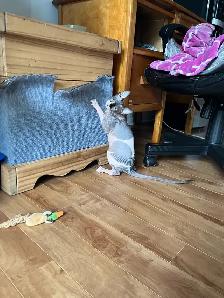 Sphynx chaton - Photo 2
