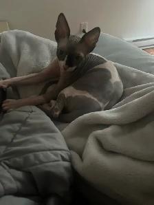 Sphynx chaton - Photo 3