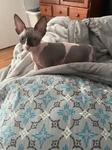 Sphynx chaton - Photo 4