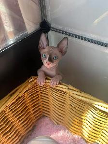 Sphynx chaton - Photo 5