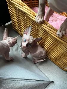 Sphynx chaton - Photo 6