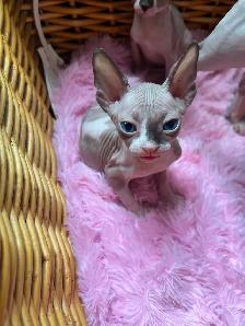 Sphynx chaton - Photo 7