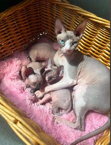 Sphynx chaton - Photo 8