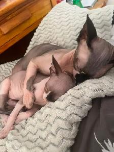 Sphynx chaton - Photo 9