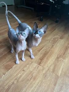 Sphynx chaton - Photo 10