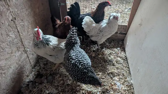 hens - variety pack