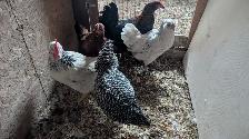 hens - variety pack