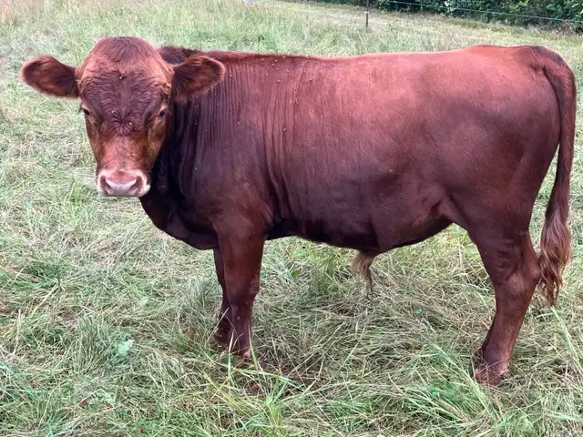 Irish Dexter Bull for sale
