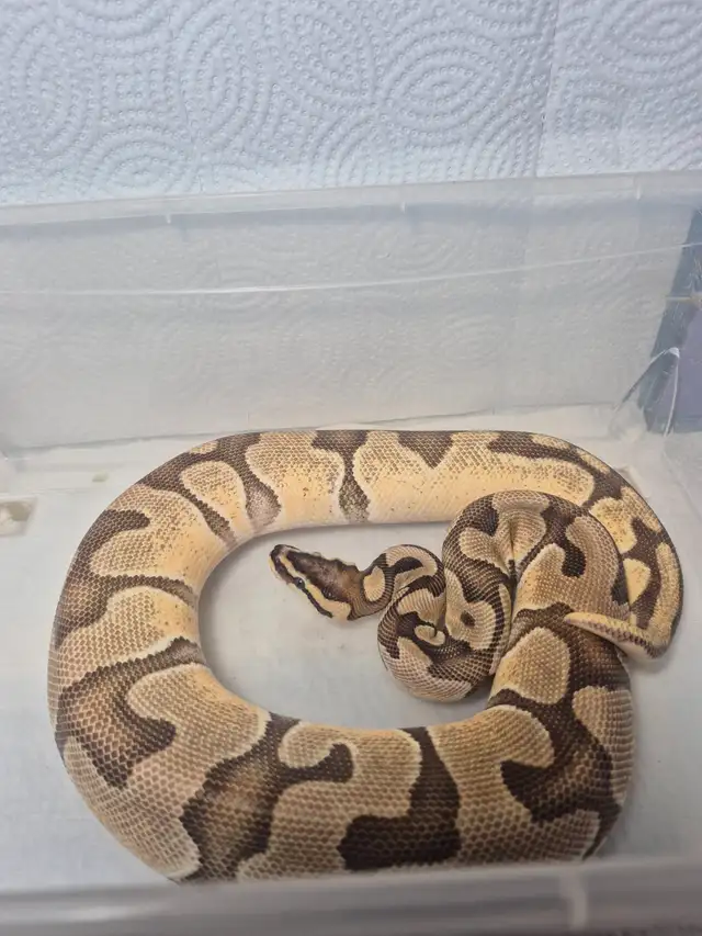 Female ball python
