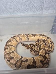 Female ball python