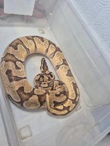 Female ball python - Photo 2