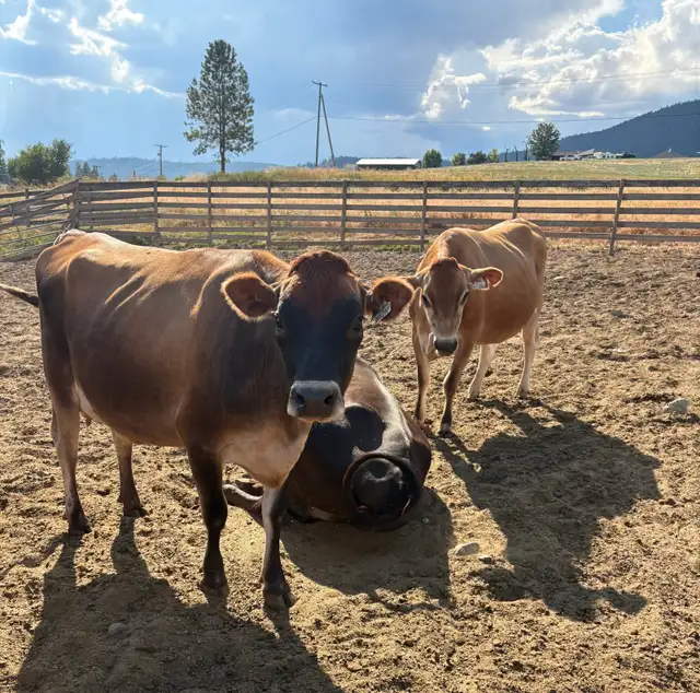 Jersey cows for sale