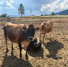 Jersey cows for sale
