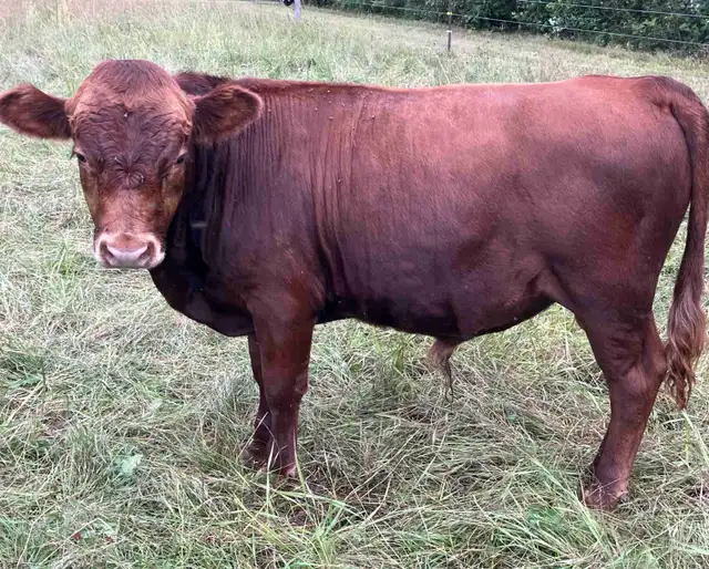 Irish Dexter Bull for sale