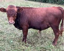 Irish Dexter Bull for sale