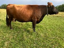 Irish Dexter Bull for sale - Photo 2