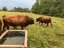 Irish Dexter Bull for sale - Photo 3