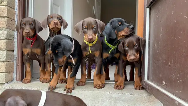Doberman puppies