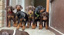 Doberman puppies