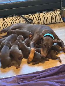 Doberman puppies - Photo 2