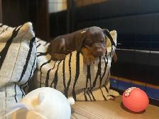 Doberman puppies - Photo 3