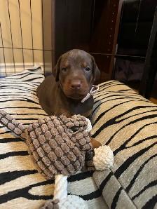 Doberman puppies - Photo 4