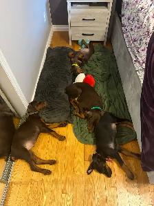 Doberman puppies - Photo 5