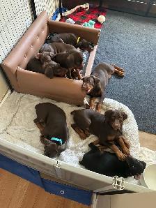 Doberman puppies - Photo 6