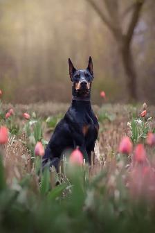 Doberman puppies - Photo 7