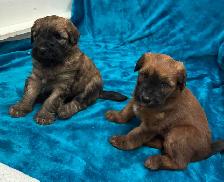 Soft Coated Wheaten puppies